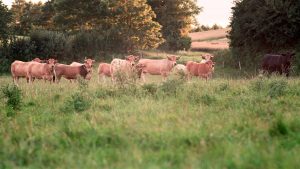 Besserfleisch Biofleisch aus Weidehaltung