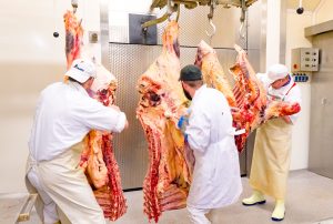 Schlachter zerlegen Rindfleischhälfte nach Trockenreifung