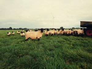 besserfleisch.de Bio Fleisch aus Weidehaltung