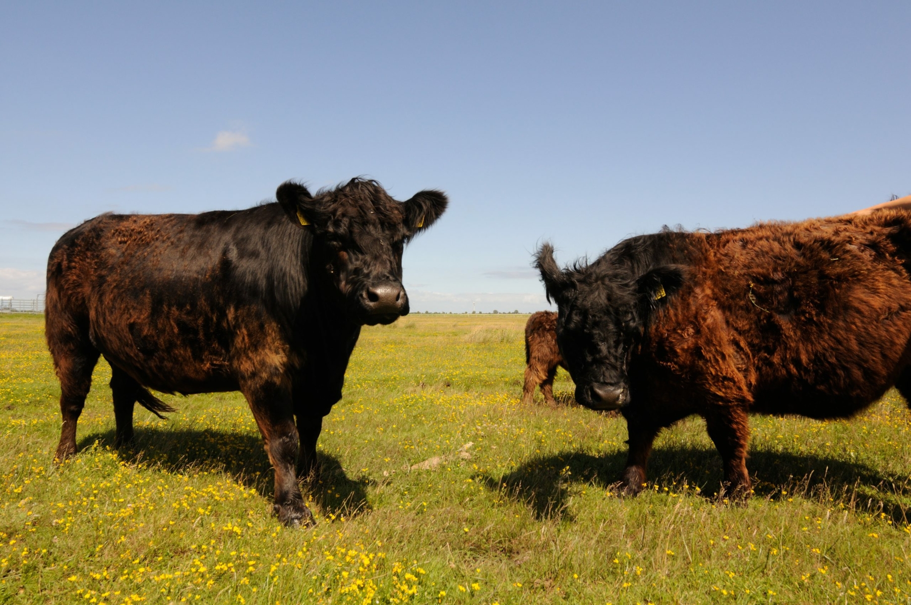 besserfleisch.de Bio Fleisch aus Weidehaltung