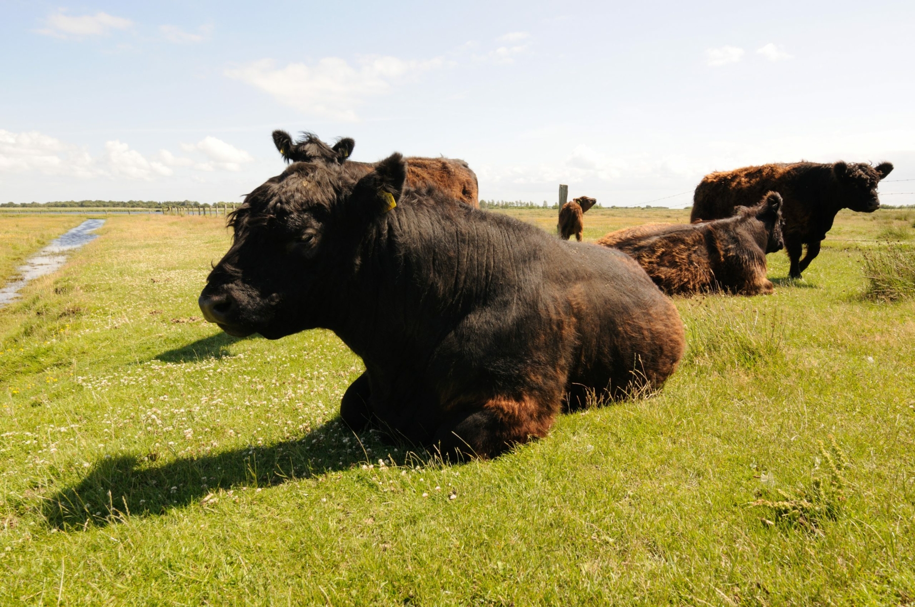 besserfleisch.de Bio Fleisch aus Weidehaltung