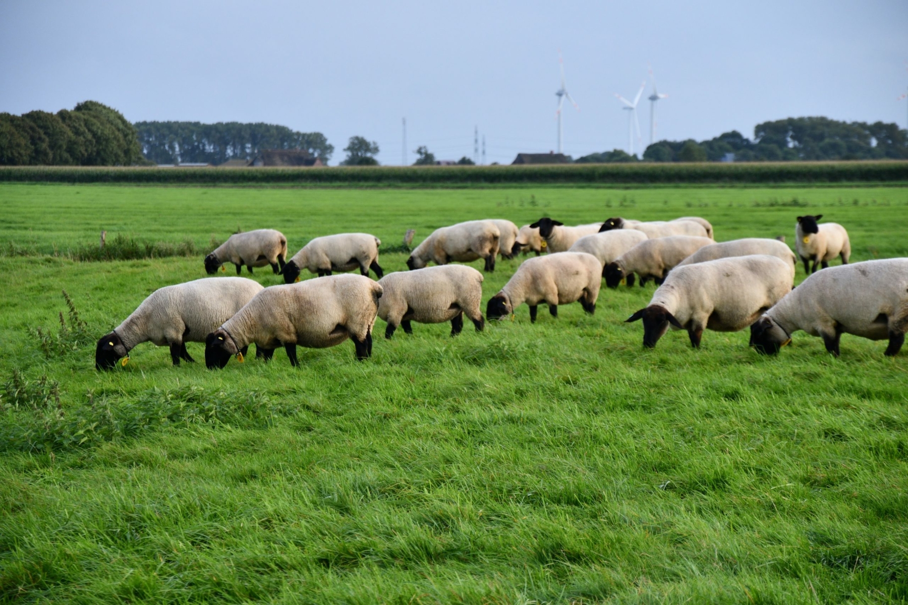 besserfleisch.de Bio Fleisch aus Weidehaltung