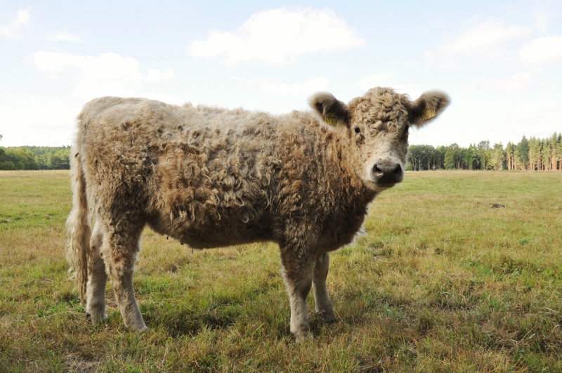 besserfleisch.de Bio Fleisch aus Weidehaltung