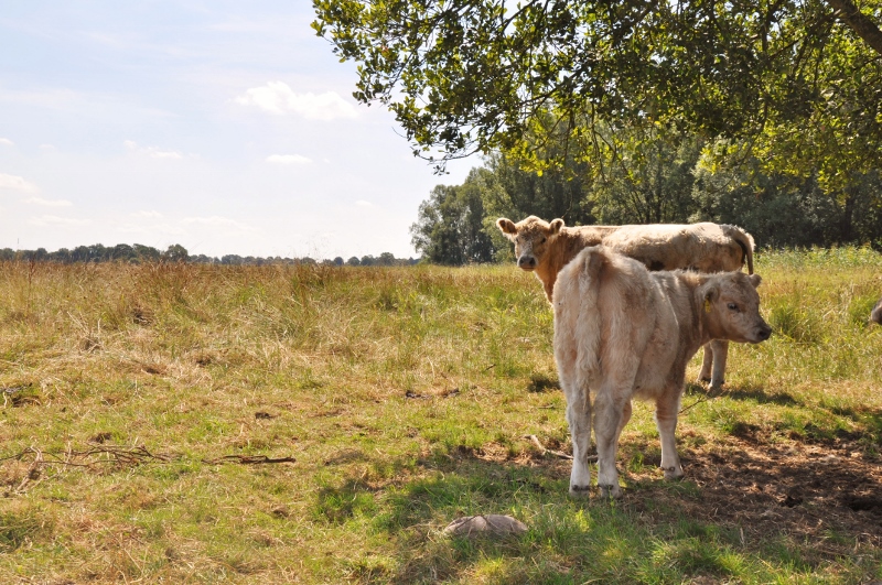 Zwei Gallowayrinder stehen im Schatten eines Baumes auf der Weide