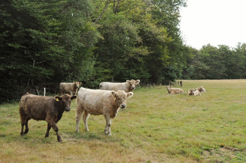 besserfleisch.de Bio Fleisch aus Weidehaltung