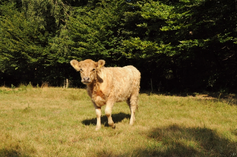 besserfleisch.de Bio Fleisch aus Weidehaltung