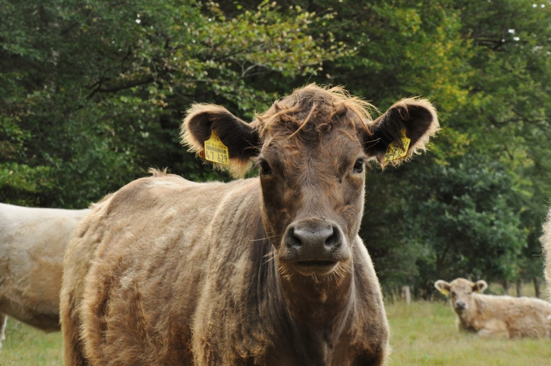 besserfleisch.de Bio Fleisch aus Weidehaltung