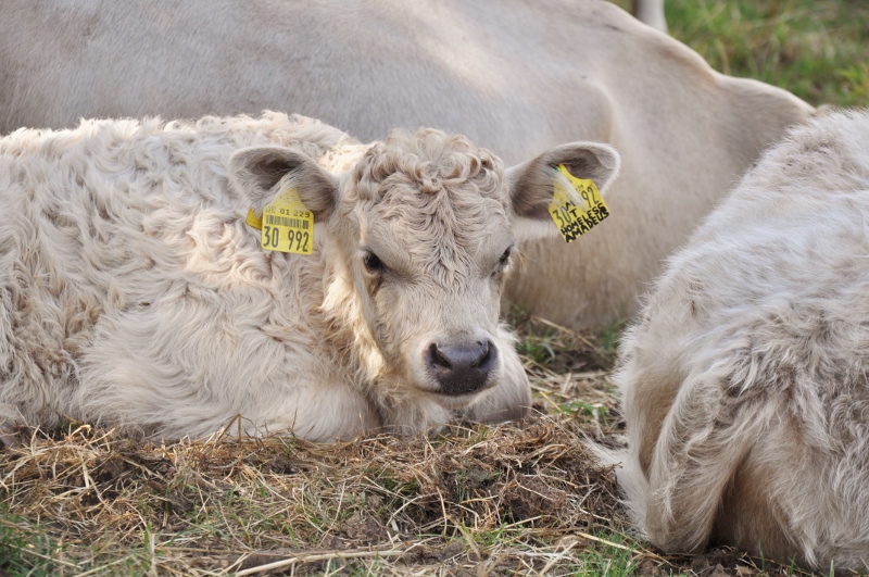 besserfleisch.de Bio Fleisch aus Weidehaltung