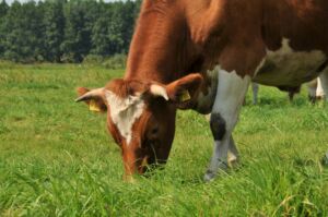 Rind frisst Gras auf der Weide