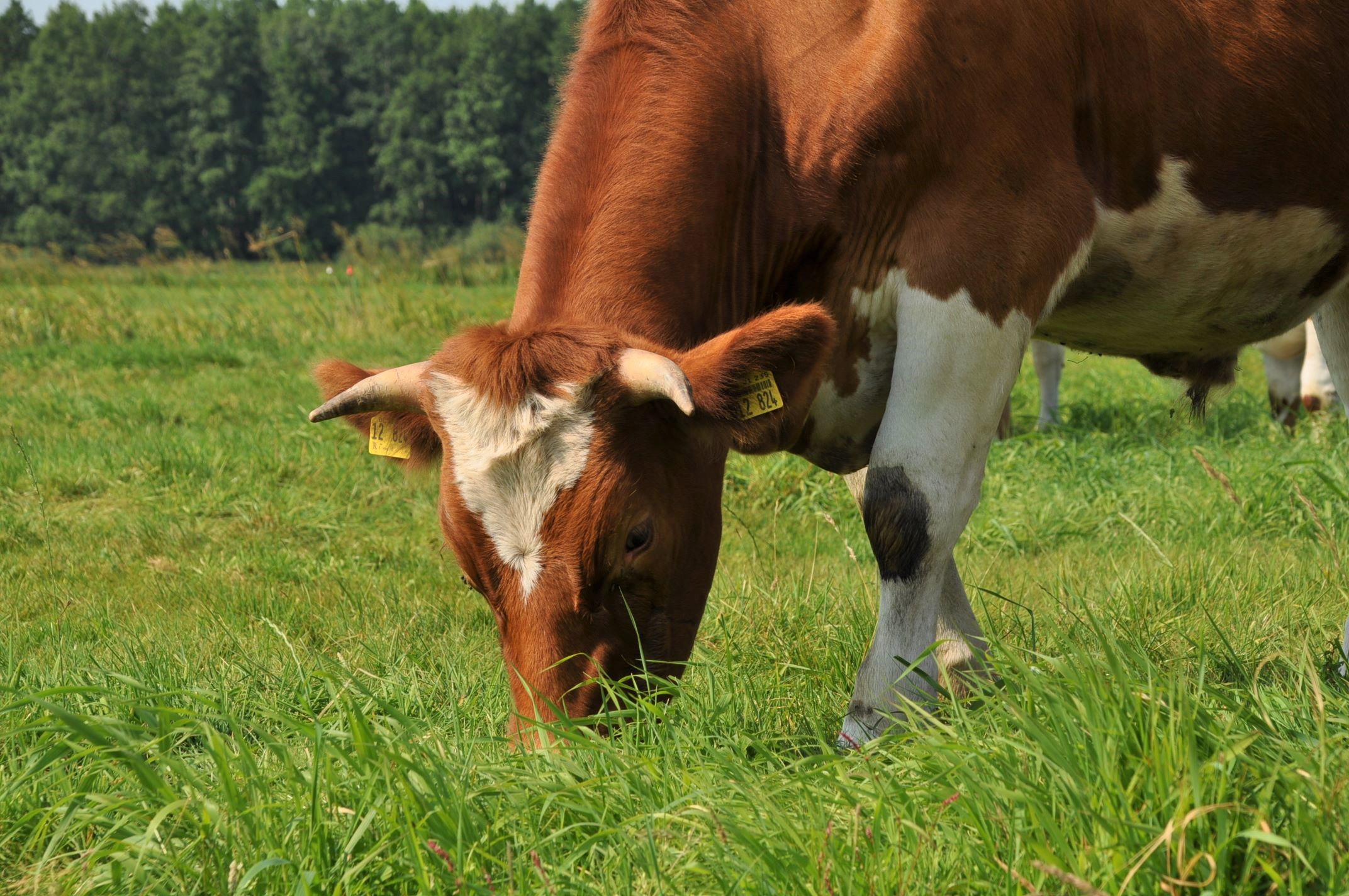 besserfleisch: Rindfleisch aus Weidehaltung und reiner Grasfütterung