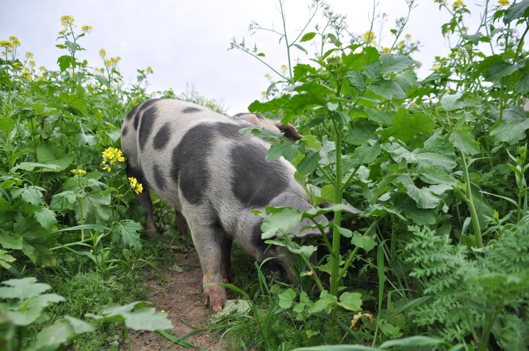 Ein Ferkel steht mitten in den hohen Zwischenfrüchten und futtert sich durchs Grünzeug.